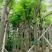 凤凰树/红花楹10～15公分基地直销规格齐全欢迎来电