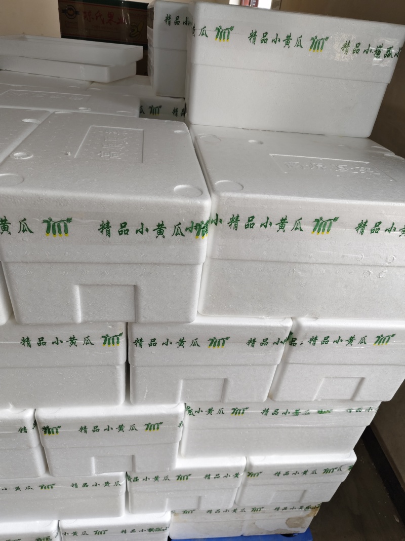 精品荷兰小乳瓜