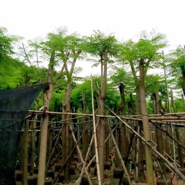 凤凰树/红花楹10～15公分基地直销规格齐全欢迎来电