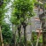 宫粉紫荆10～15公分基地规格齐全欢迎老板来电咨询