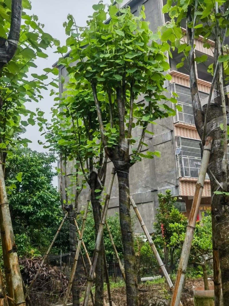 宫粉紫荆10～15公分基地规格齐全欢迎老板来电咨询
