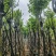 宫粉紫荆10～15公分基地规格齐全欢迎老板来电咨询