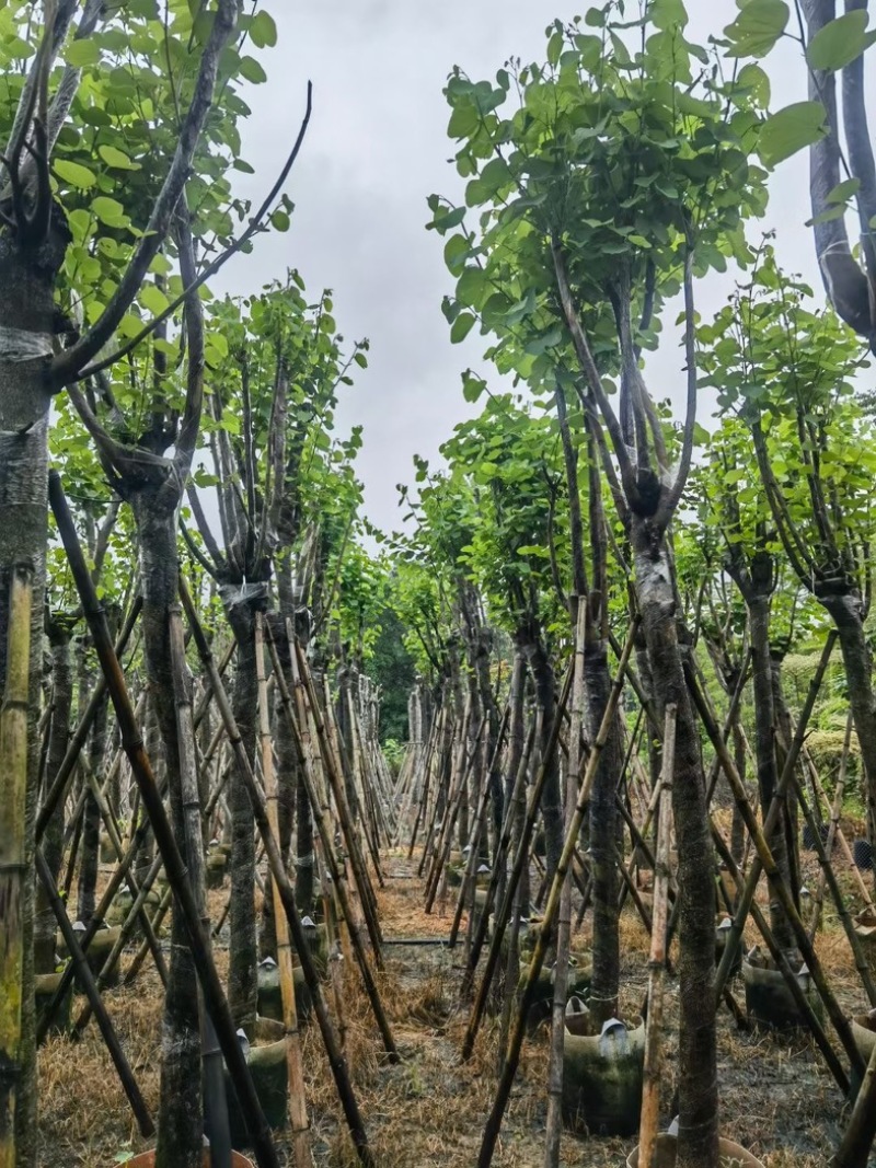 宫粉紫荆10～15公分基地规格齐全欢迎老板来电咨询
