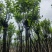 宫粉紫荆10～15公分基地规格齐全欢迎老板来电咨询