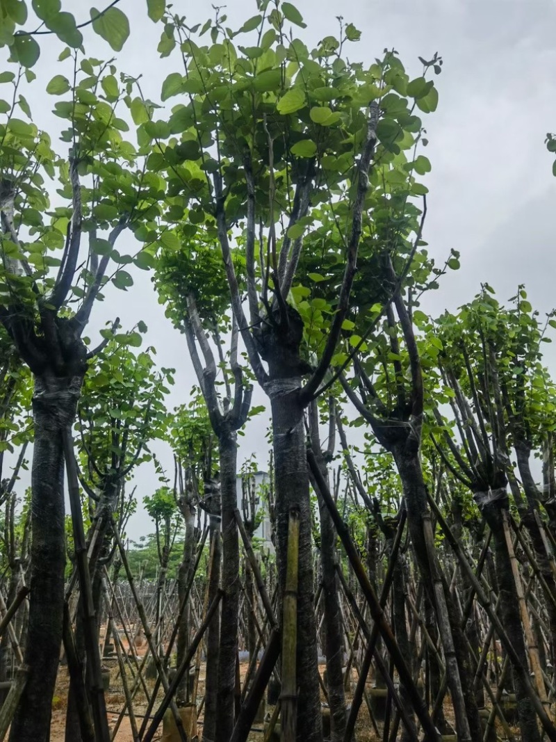 宫粉紫荆10～15公分基地规格齐全欢迎老板来电咨询