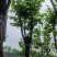 宫粉紫荆10～15公分基地规格齐全欢迎老板来电咨询
