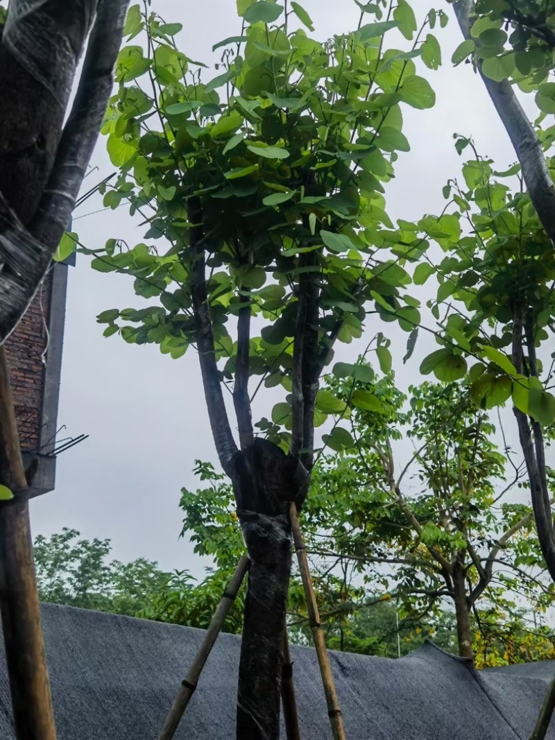 宫粉紫荆10～15公分基地规格齐全欢迎老板来电咨询