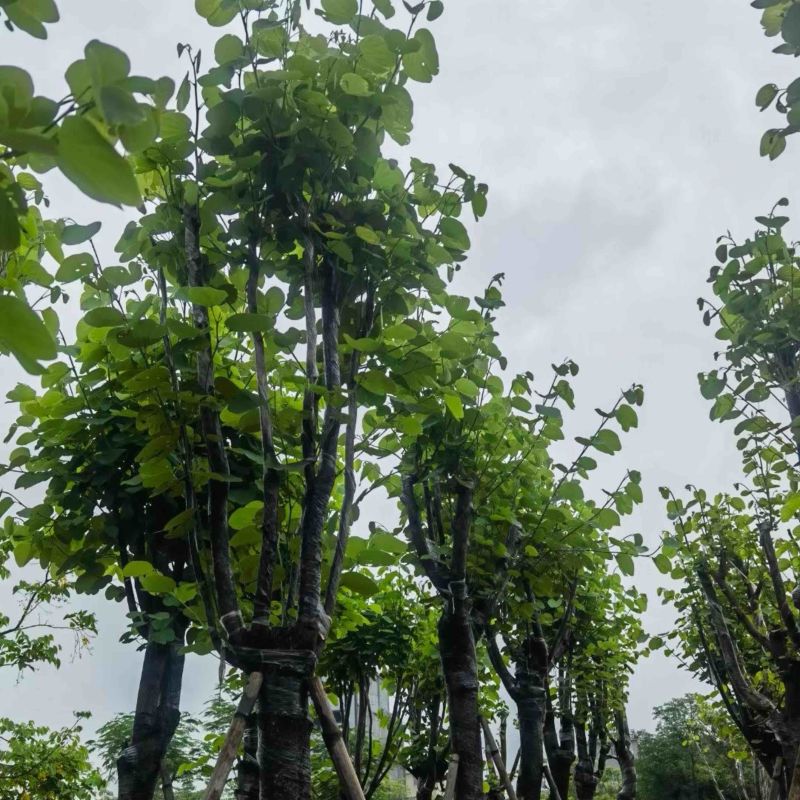 宫粉紫荆10～15公分基地规格齐全欢迎老板来电咨询