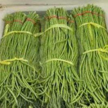 陕西兴平大棚豇豆豆杆长，豆脆好吃，对接市场