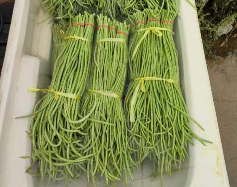 陕西兴平大棚豇豆豆杆长，豆脆好吃，对接市场