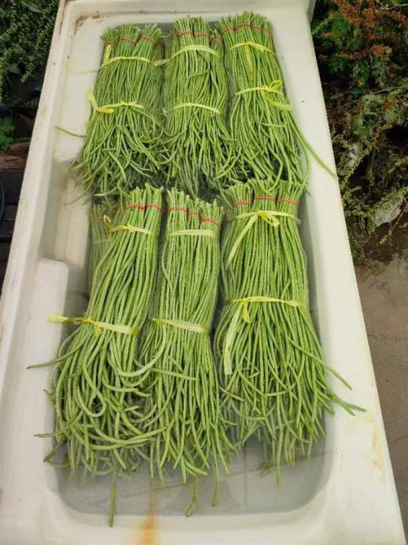 陕西兴平大棚豇豆豆杆长，豆脆好吃，对接市场