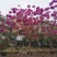 紫花风铃木9～20公分基地直销规格齐全欢迎老板来电