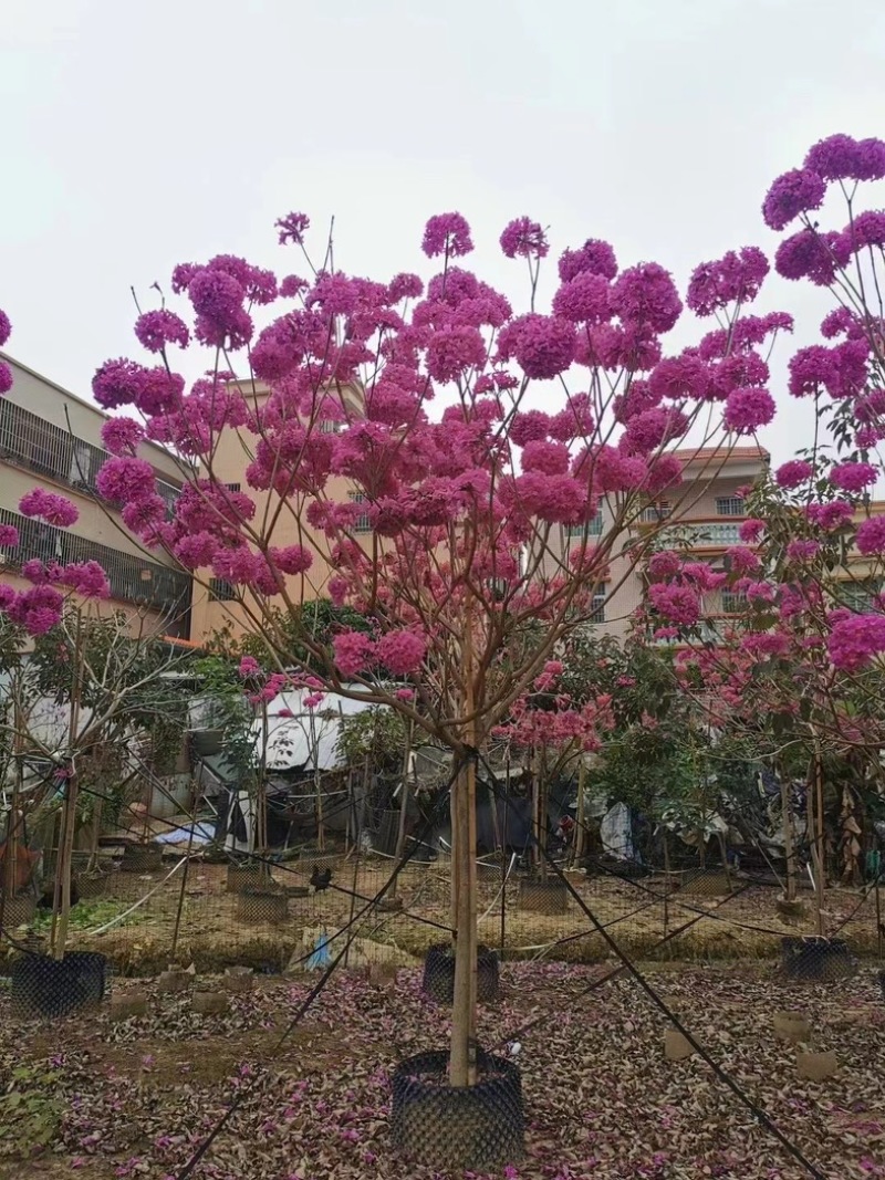 紫花风铃木9～20公分基地直销规格齐全欢迎老板来电