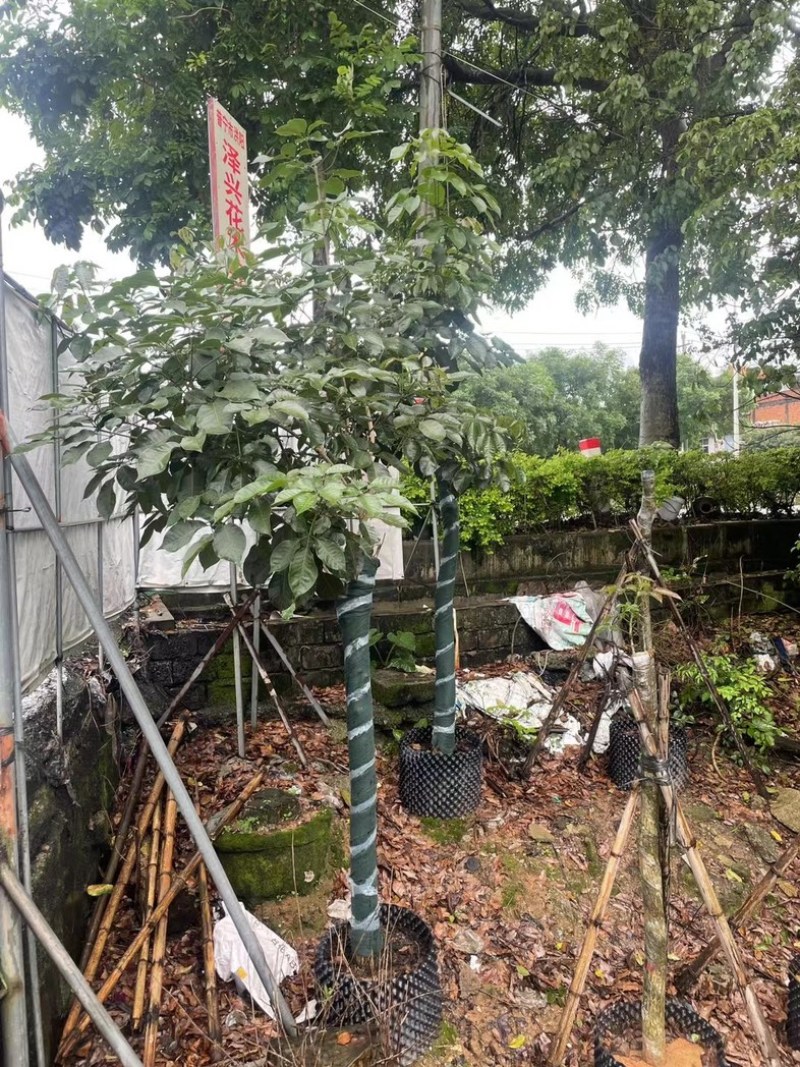 紫花风铃木9～20公分基地直销规格齐全欢迎老板来电