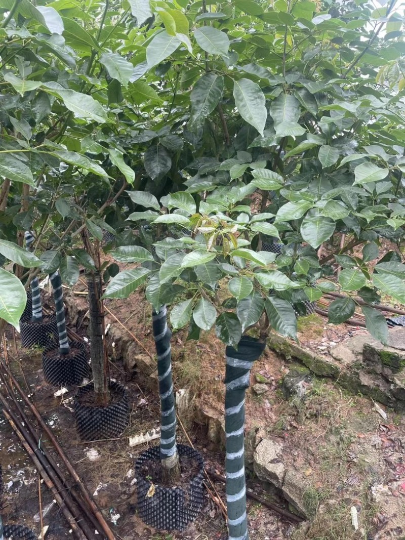 紫花风铃木9～20公分基地直销规格齐全欢迎老板来电