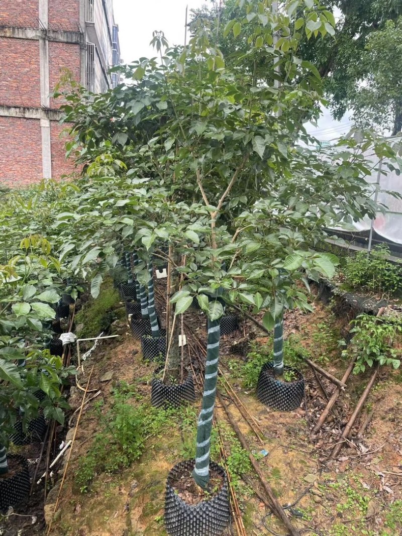 紫花风铃木9～20公分基地直销规格齐全欢迎老板来电