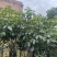 紫花风铃木9～20公分基地直销规格齐全欢迎老板来电
