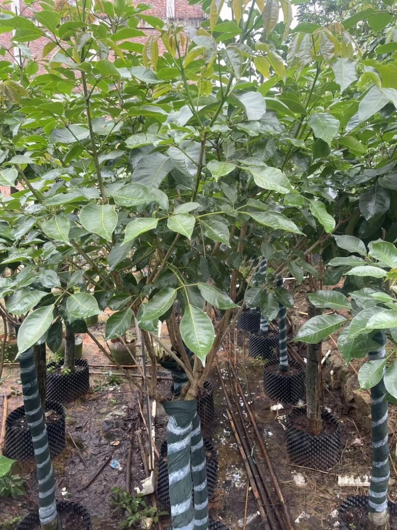 紫花风铃木9～20公分基地直销规格齐全欢迎老板来电