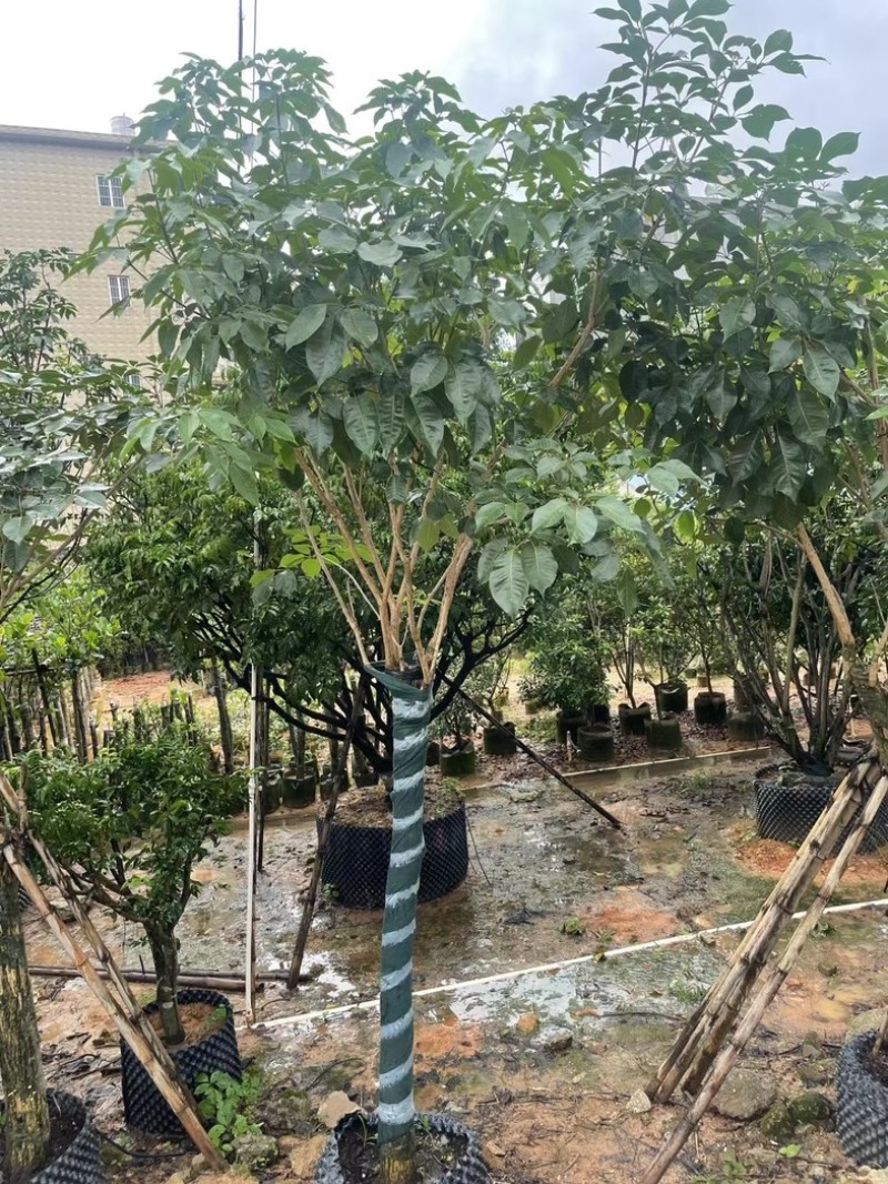 紫花风铃木9～20公分基地直销规格齐全欢迎老板来电