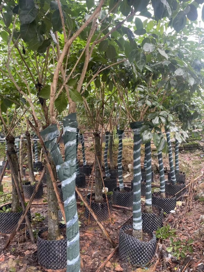 紫花风铃木9～20公分基地直销规格齐全欢迎老板来电