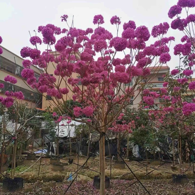 紫花风铃木9～20公分基地直销规格齐全欢迎老板来电