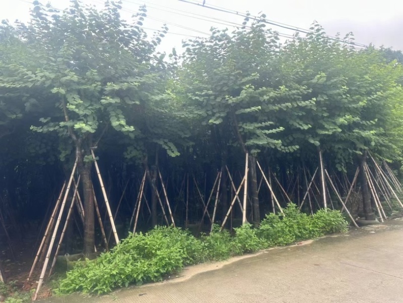 宫粉紫荆12～18公分基地直销规格齐全欢迎老板来电