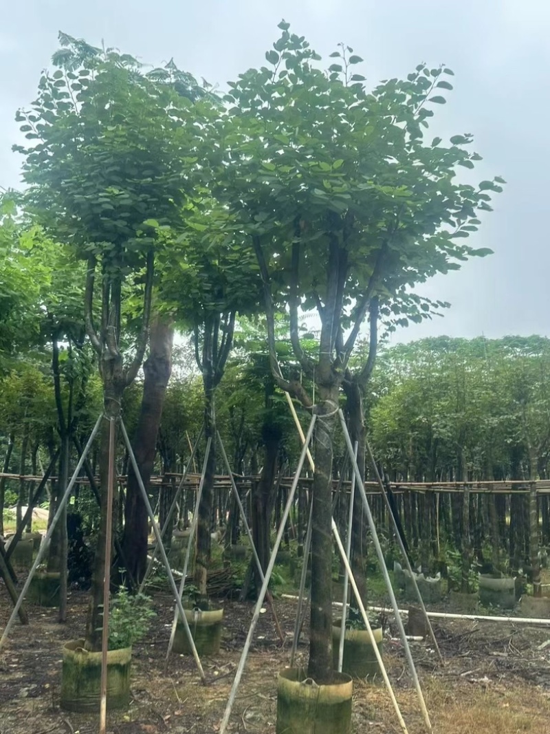 宫粉紫荆12～18公分基地直销规格齐全欢迎老板来电