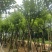 宫粉紫荆12～18公分基地直销规格齐全欢迎老板来电