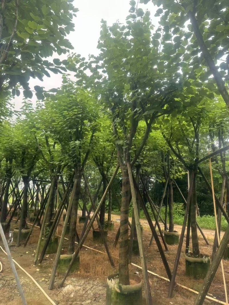 宫粉紫荆12～18公分基地直销规格齐全欢迎老板来电