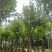 宫粉紫荆12～18公分基地直销规格齐全欢迎老板来电