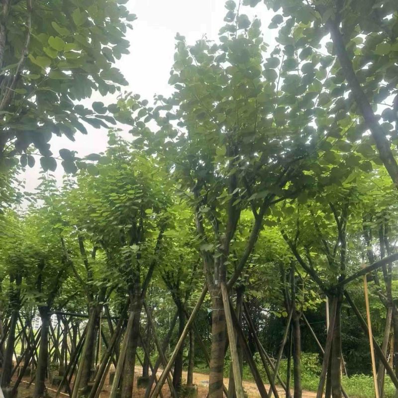 宫粉紫荆12～18公分基地直销规格齐全欢迎老板来电