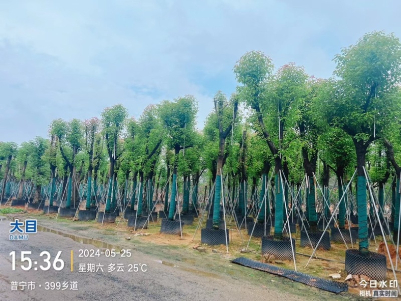骨架香樟/养冠香樟15～20公分基地直销规格齐全