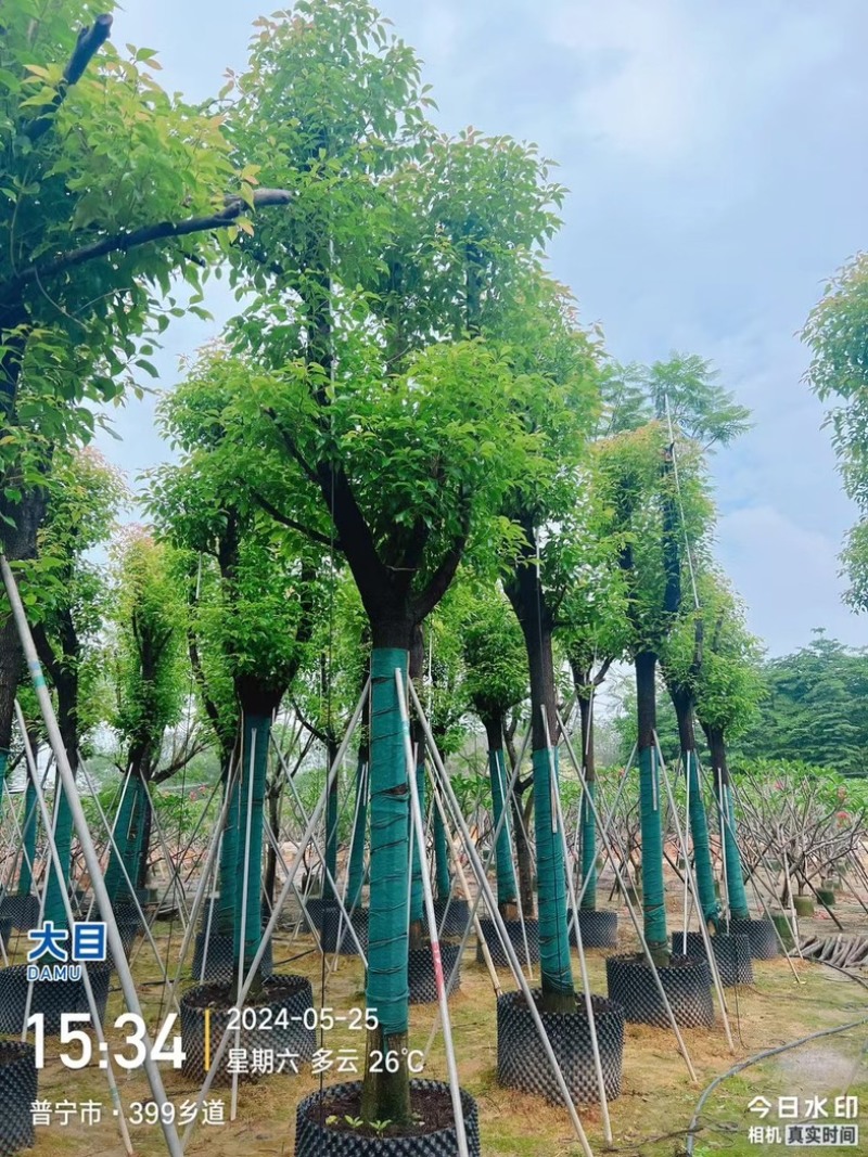 骨架香樟/养冠香樟15～20公分基地直销规格齐全