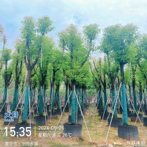 骨架香樟/养冠香樟15～20公分基地直销规格齐全