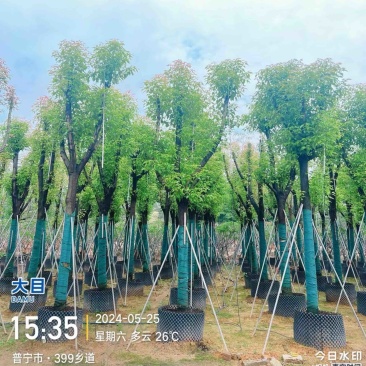 骨架香樟/养冠香樟15～20公分基地直销规格齐全