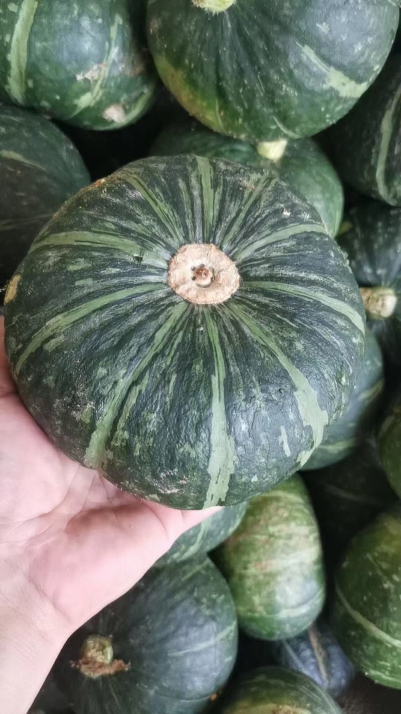 陕西汉中洋县板栗南瓜有货