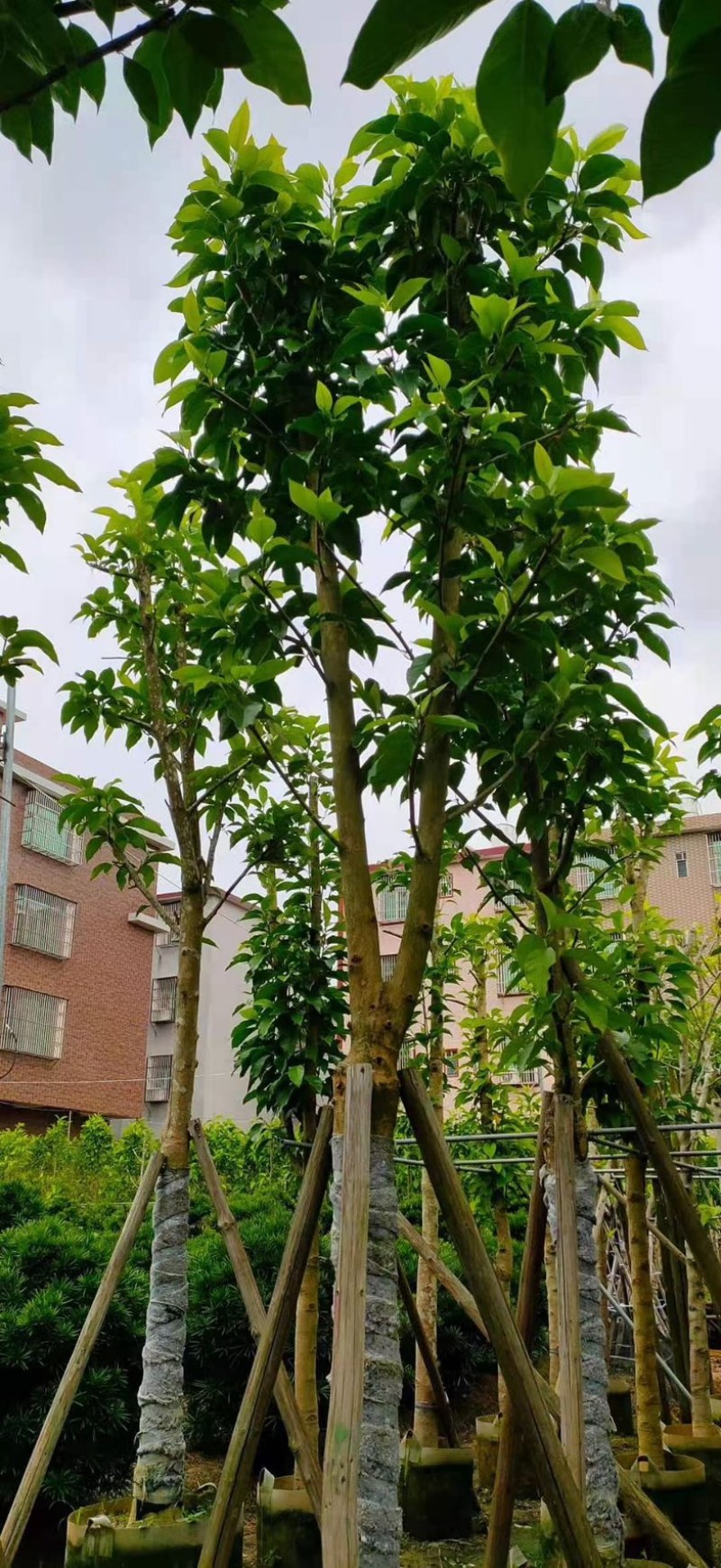 白玉兰5～12公分基地直销规格齐全欢迎老板来电咨询