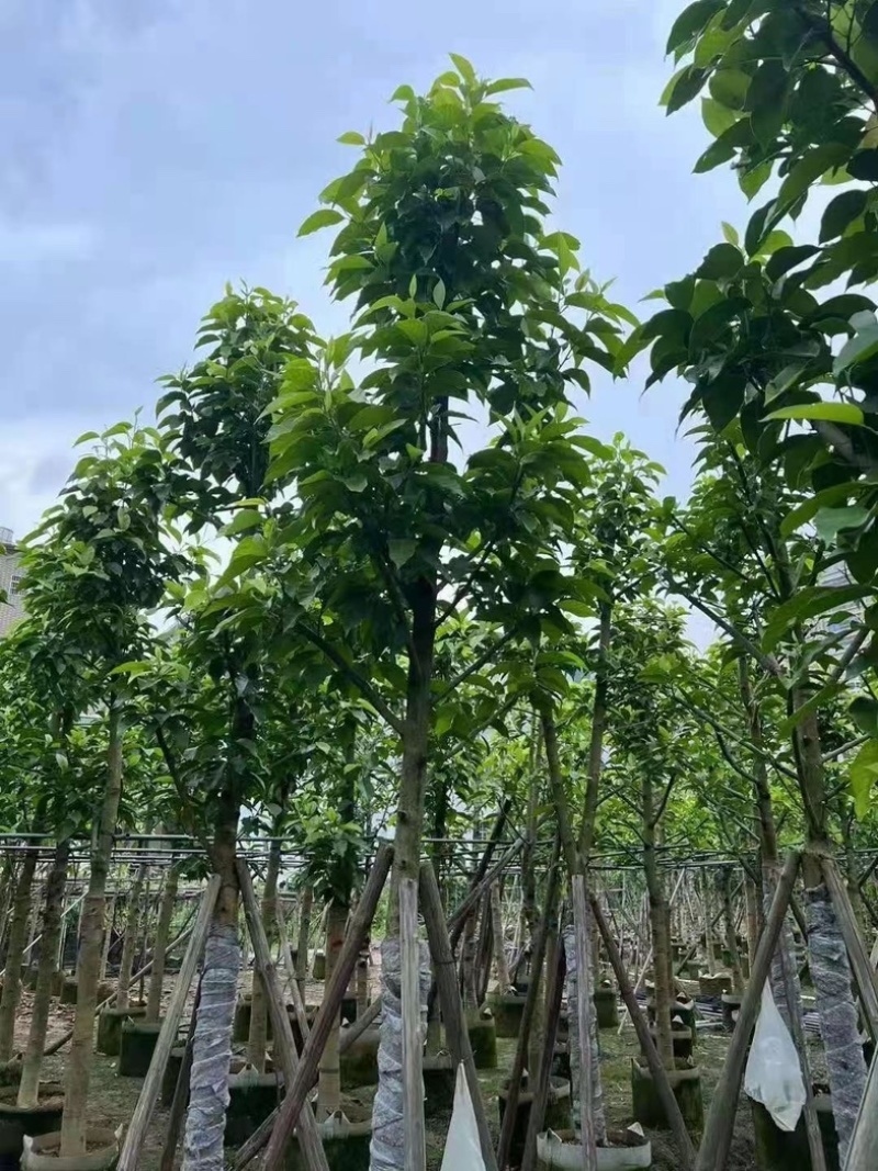 白玉兰5～12公分基地直销规格齐全欢迎老板来电咨询