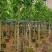 白玉兰5～12公分基地直销规格齐全欢迎老板来电咨询