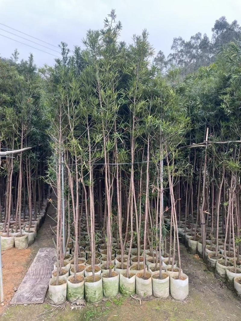 罗汉松苗基地直销规格齐全欢迎老板来电咨询合作