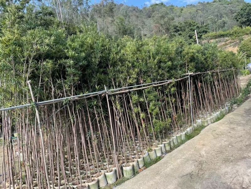 罗汉松苗基地直销规格齐全欢迎老板来电咨询合作
