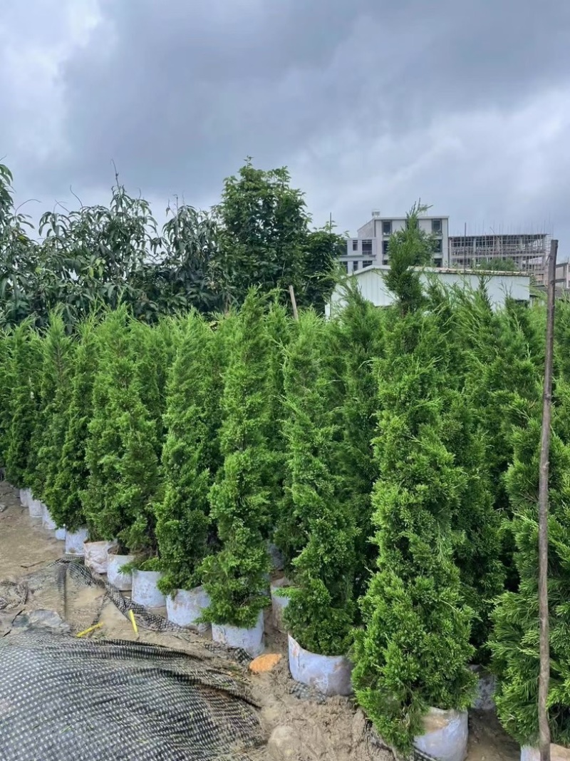 罗汉松苗基地直销规格齐全欢迎老板来电咨询合作