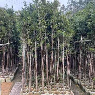 罗汉松苗基地直销规格齐全欢迎老板来电咨询合作