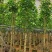 小骨架白玉兰7～12公分基地直销规格齐全欢迎老板来电