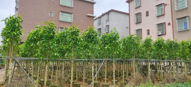 小骨架白玉兰7～12公分基地直销规格齐全欢迎老板来电