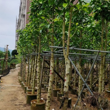 小骨架白玉兰7～12公分基地直销规格齐全欢迎老板来电