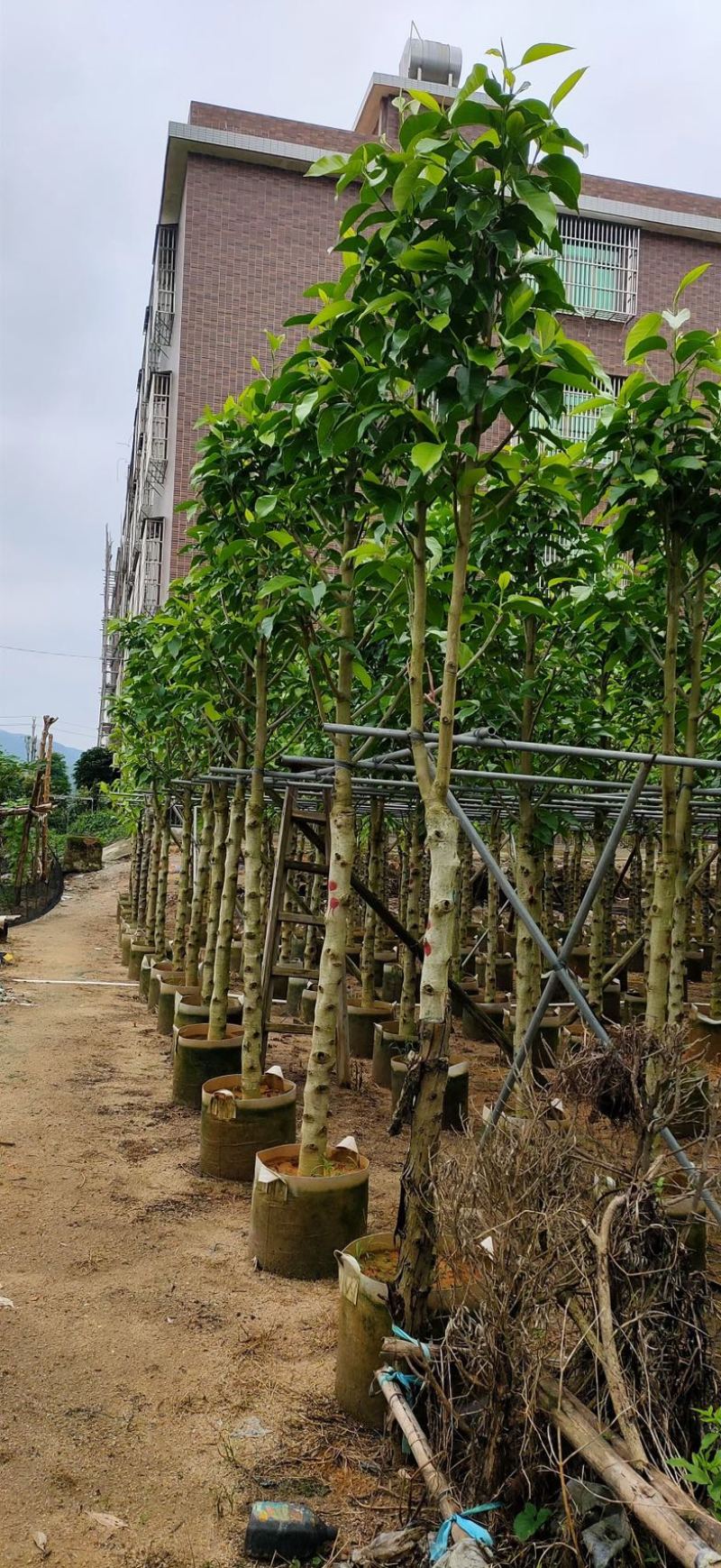 小骨架白玉兰7～12公分基地直销规格齐全欢迎老板来电