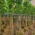 小骨架白玉兰7～12公分基地直销规格齐全欢迎老板来电