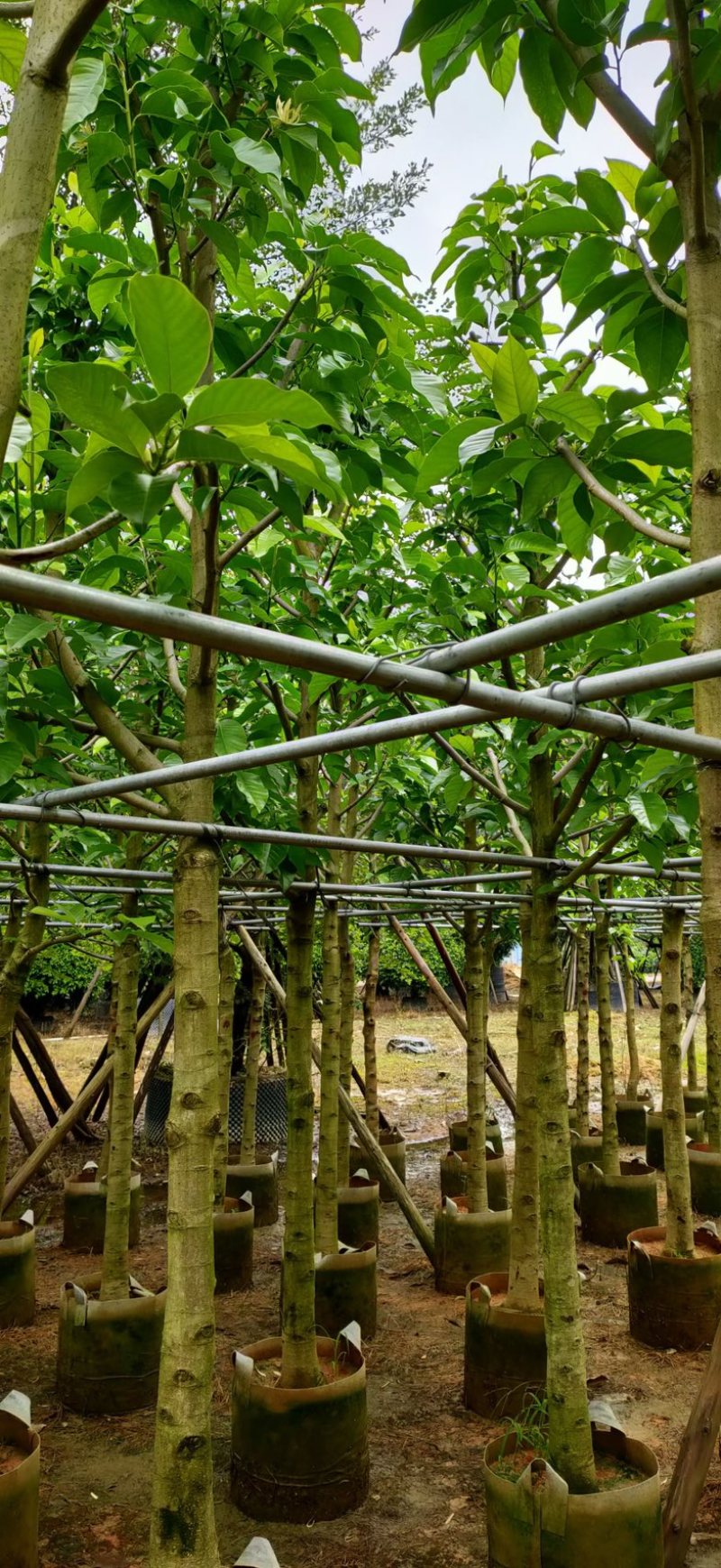 小骨架白玉兰7～12公分基地直销规格齐全欢迎老板来电