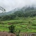 湖南湘西藤茶产地永顺莓茶百亩基地，自产自销